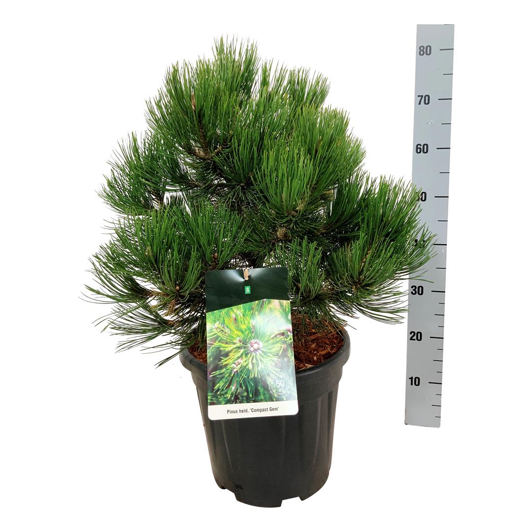 Tall heldreichii &
