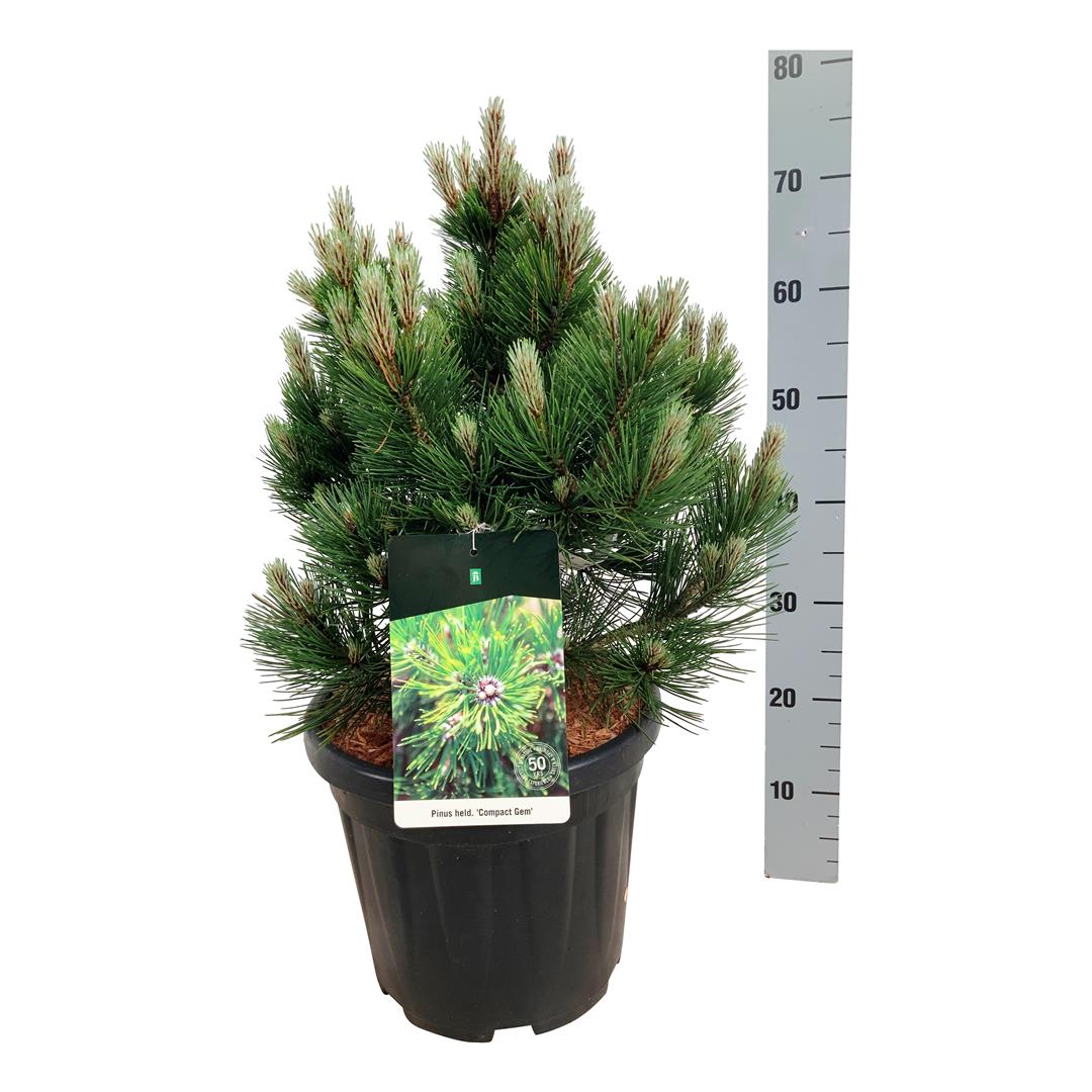 Pinus heldreichii &