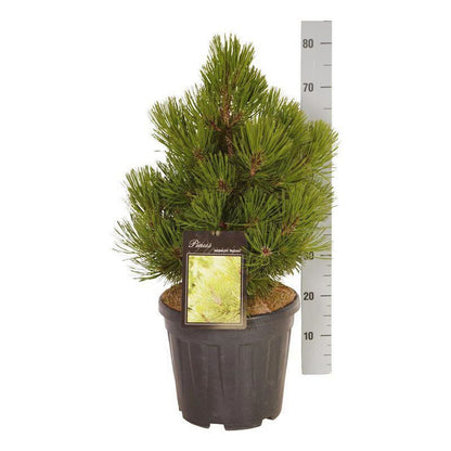 Pinus heldreichii &