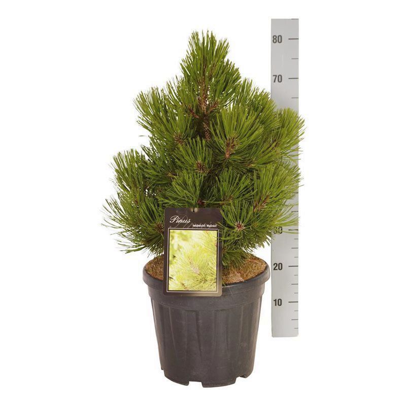 Pinus heldreichii &