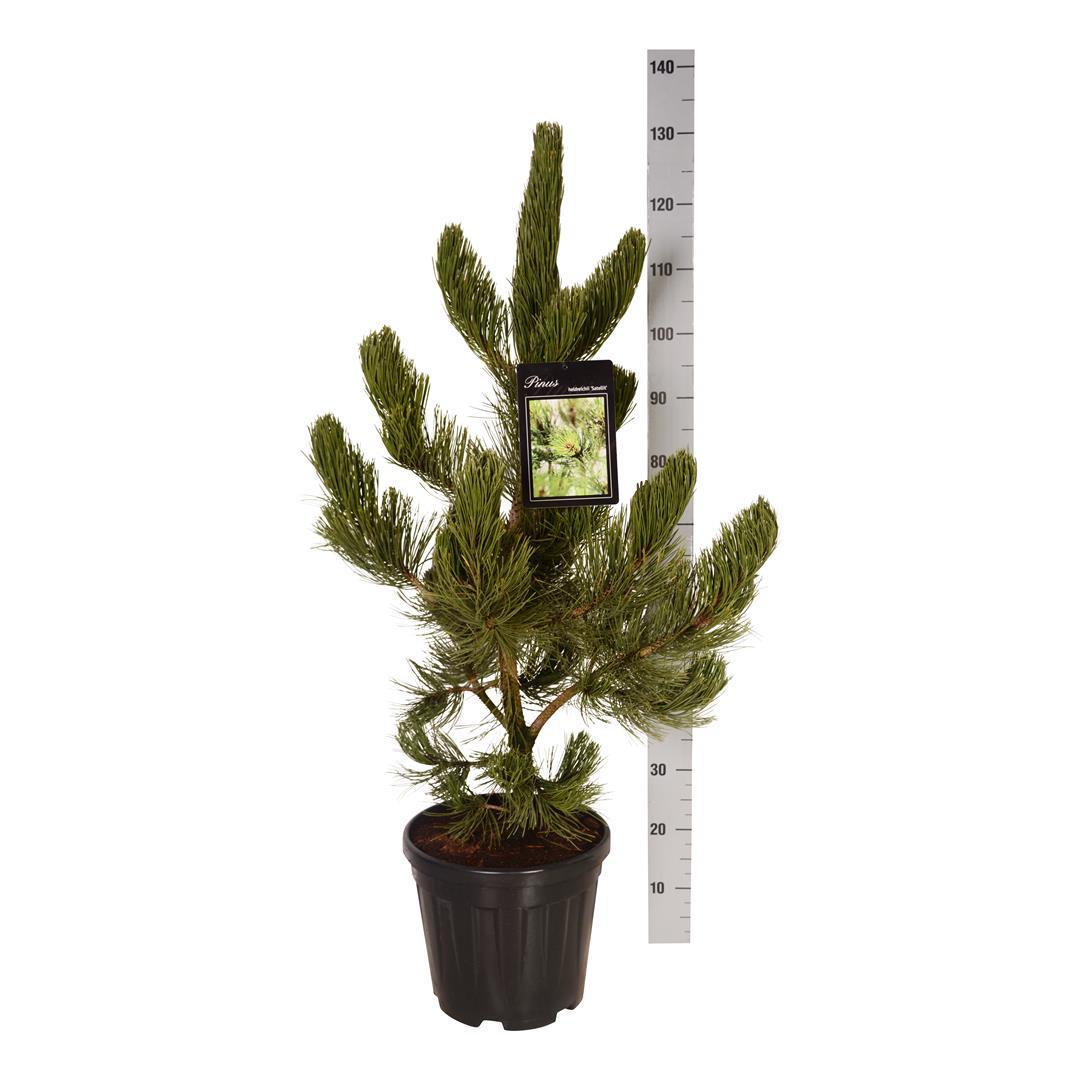 Pinus heldreichii &