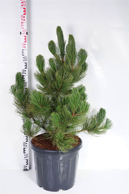 Pinus heldreichii &