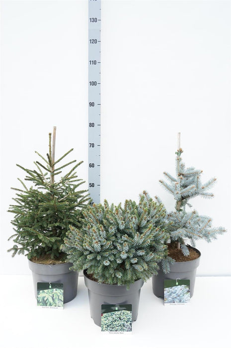 Picea in cultivars (blue & green needles)