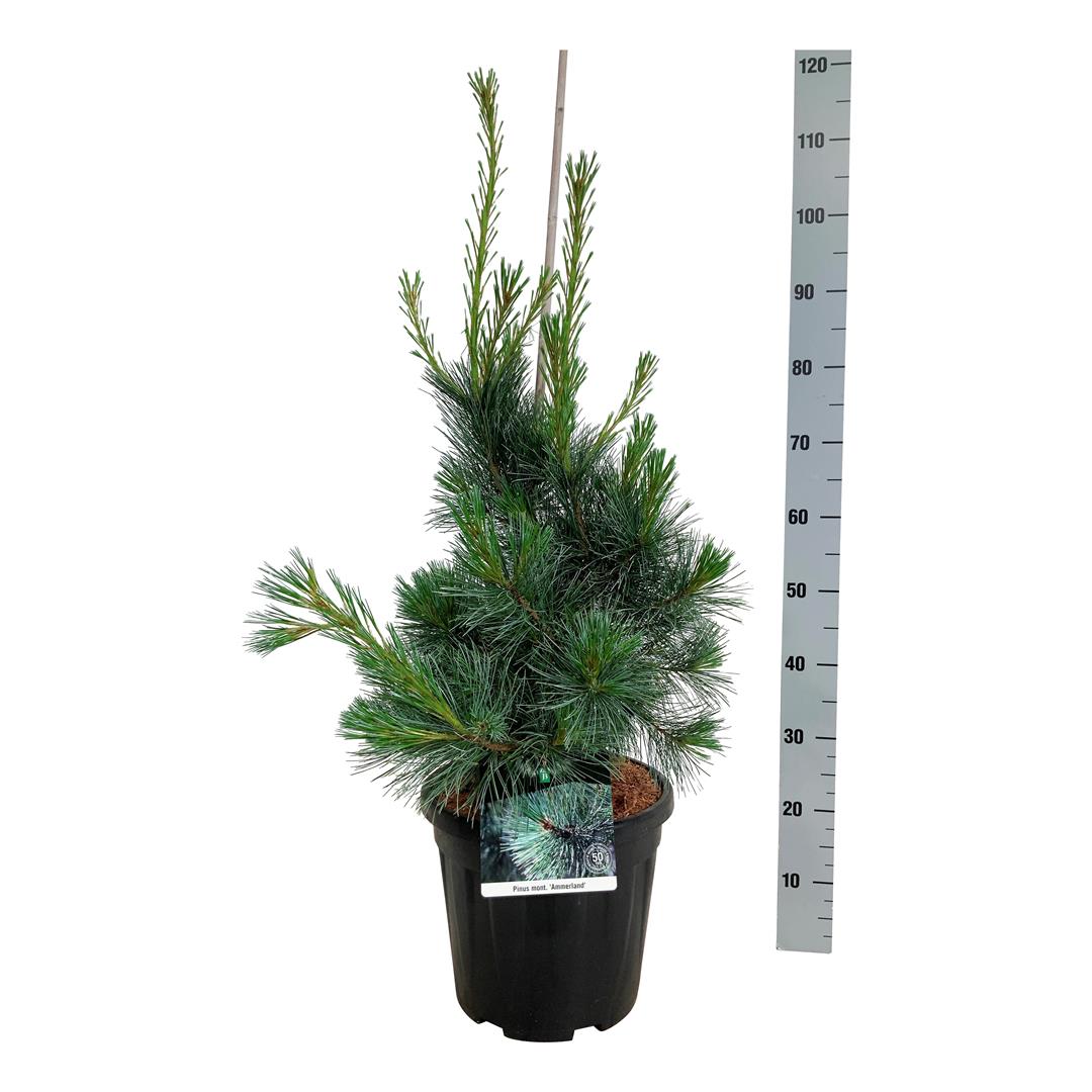 Tall monticola &