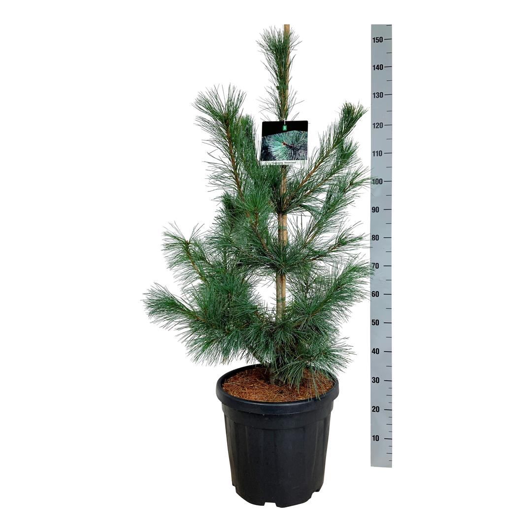 Pinus monticola &