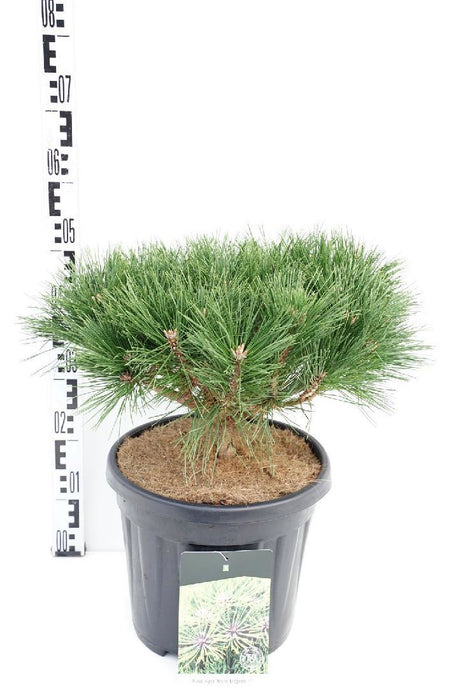 Pinus "Marie Bregeon"