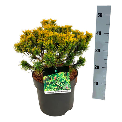 Pinus mugo &