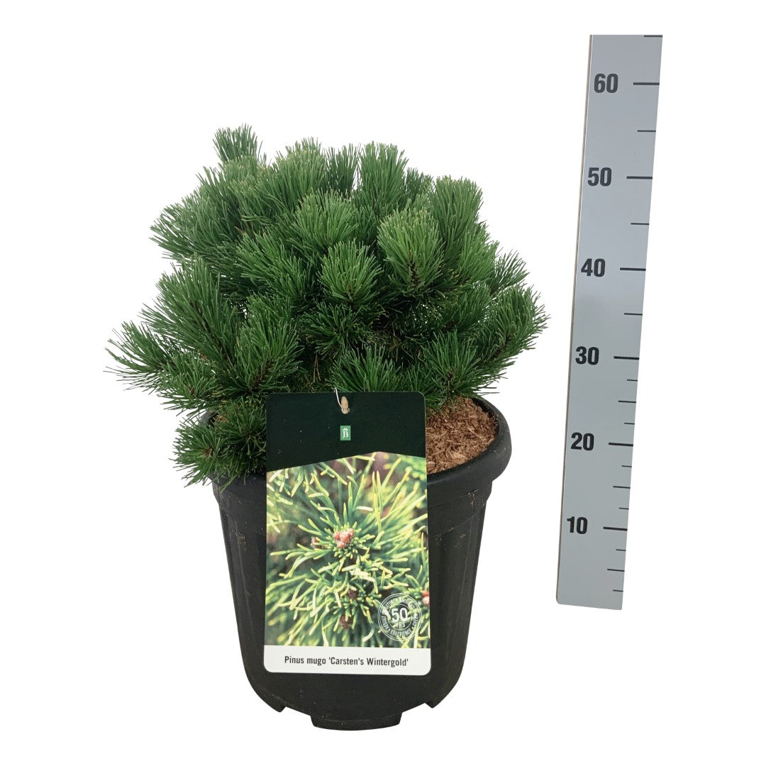 Pinus mugo &