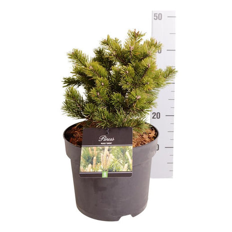 Pinus mugo 'Gnom'