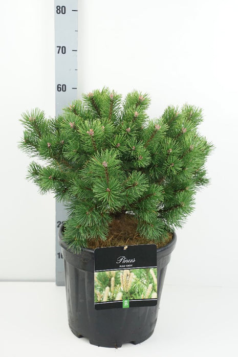 Pinus mugo 'Gnom'