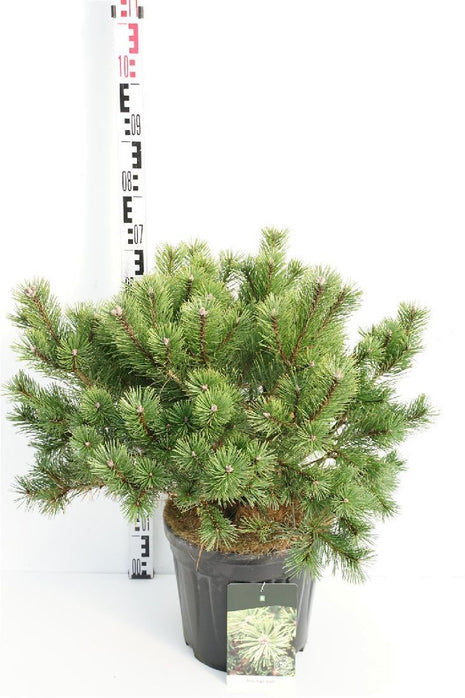 Pinus mugo 'Gnom'