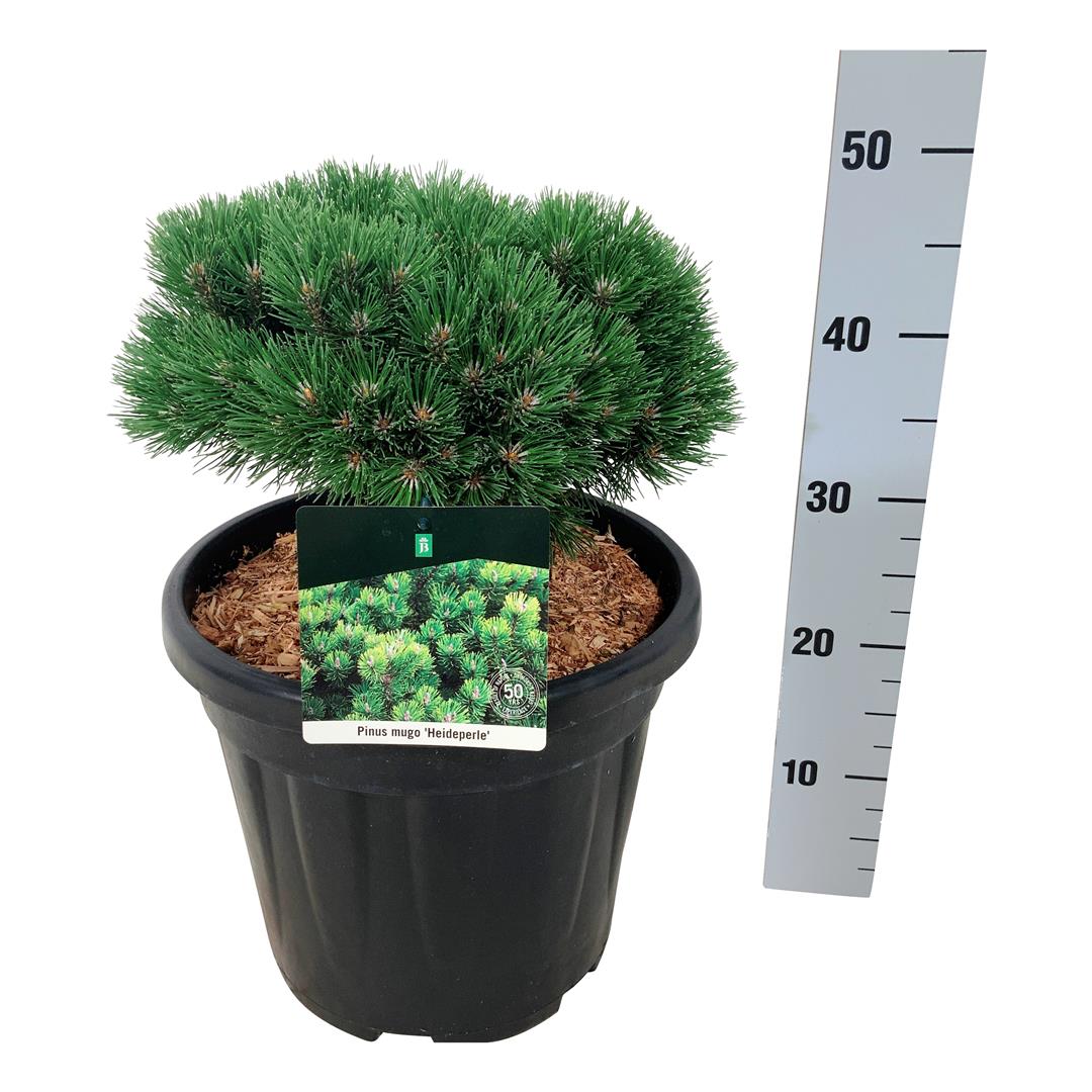 Pinus mugo &
