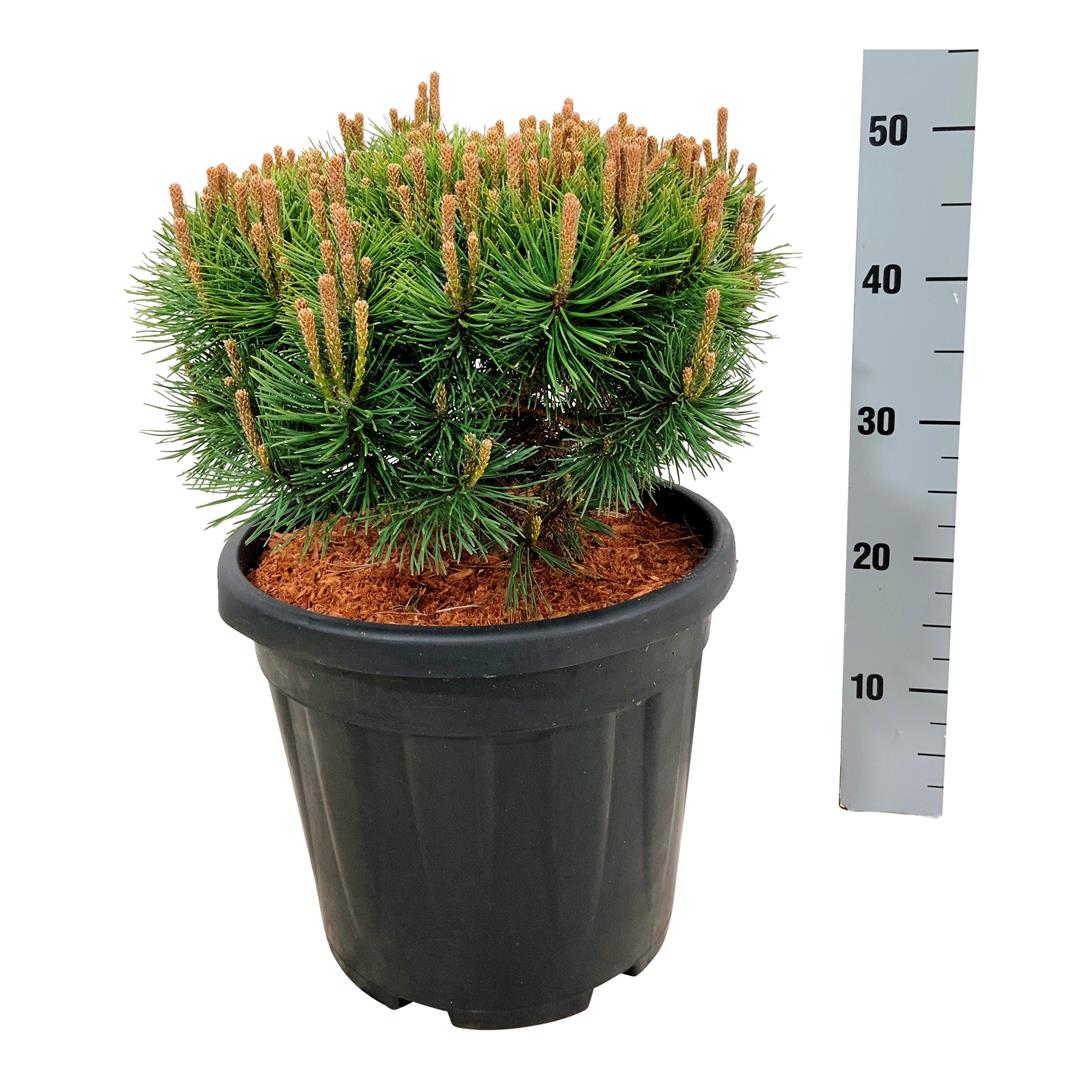 Pinus mugo &