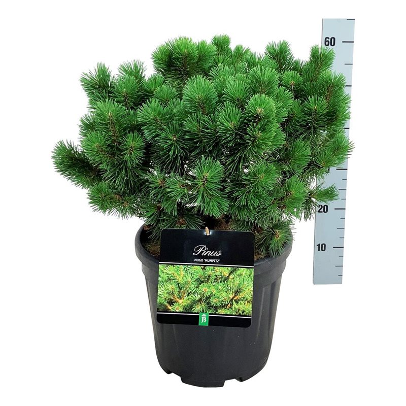 Pinus mugo &