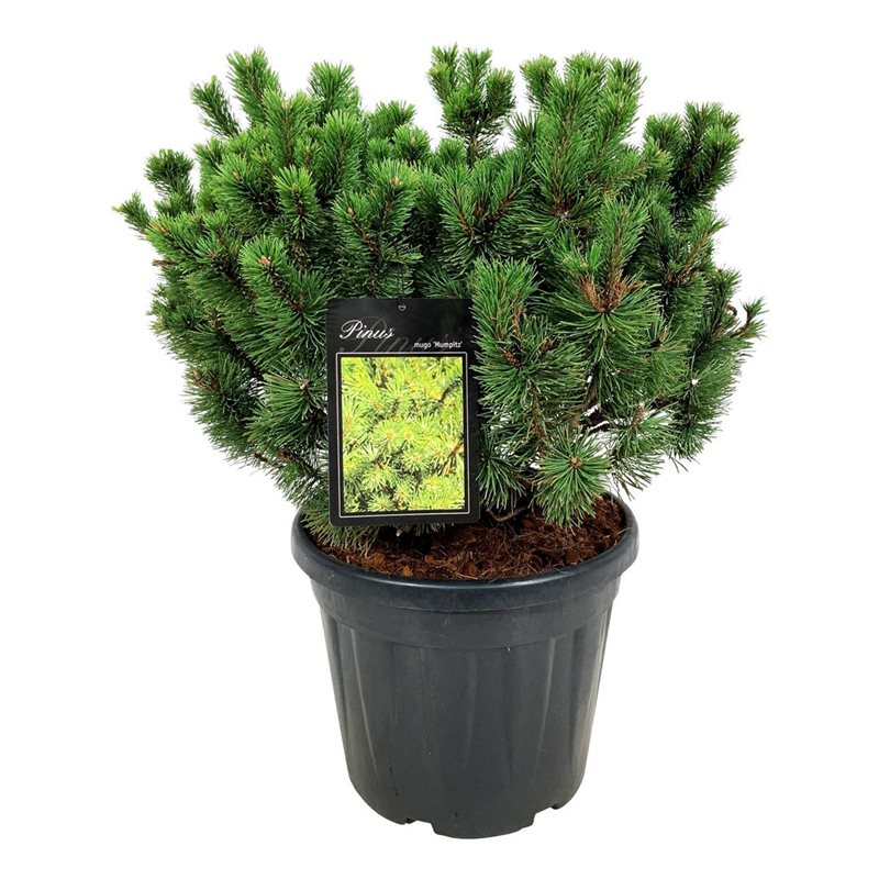 Tall mugo &