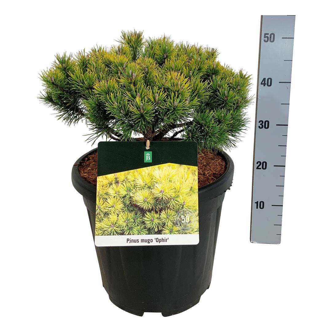Pinus mugo &