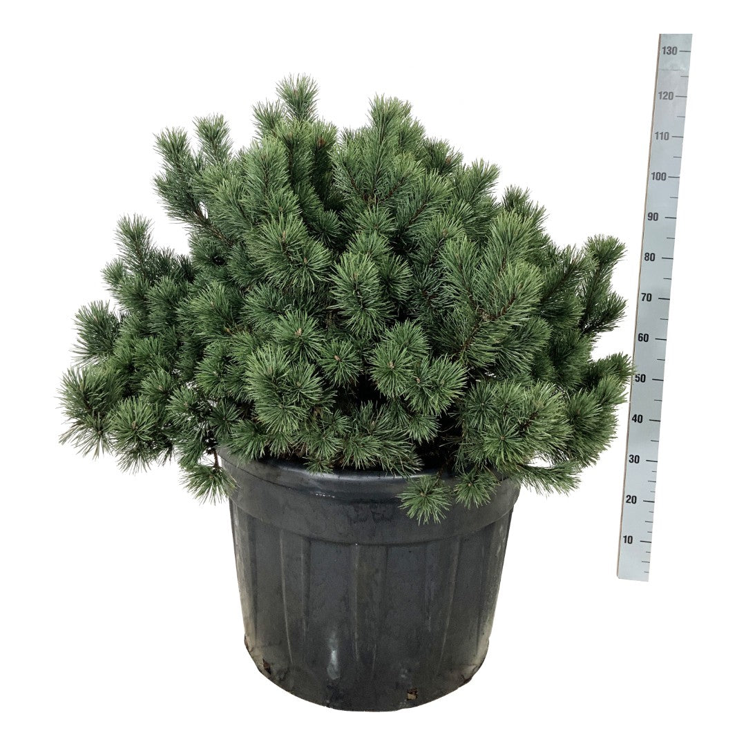 Tall mugo - C130 80-100 CM SOLITAIR