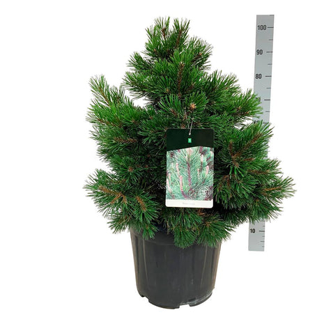 Pinus mugo