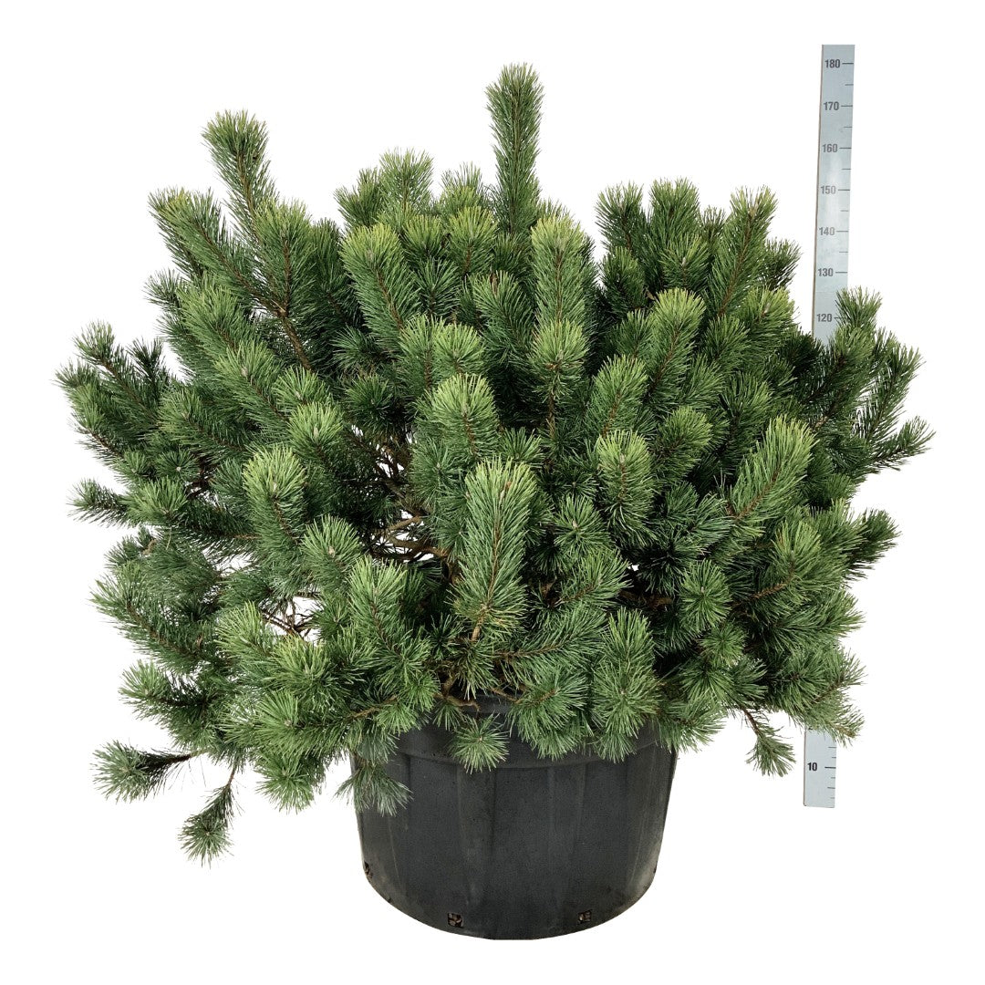 Tall mugo - C230 125-150 CM SOL