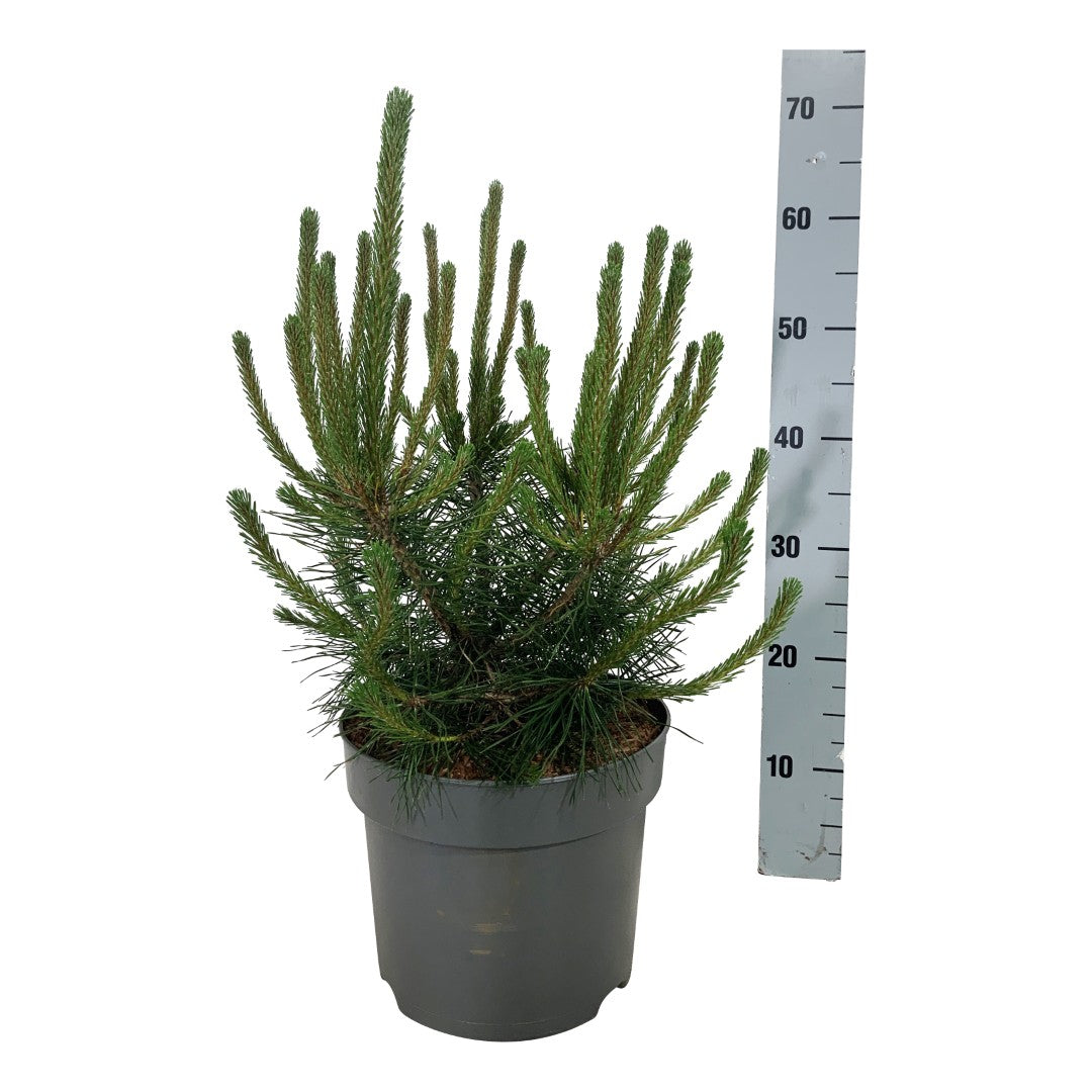 Pinus mugo uncinata C12 (12 liters kruka) 50-60 cm