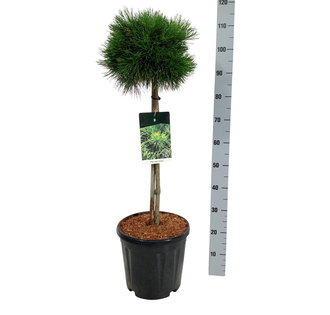 Tall mugo &