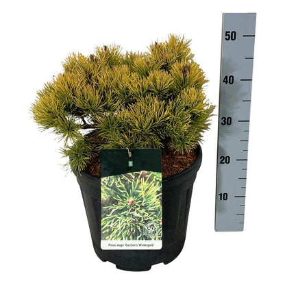 Pinus mugo &