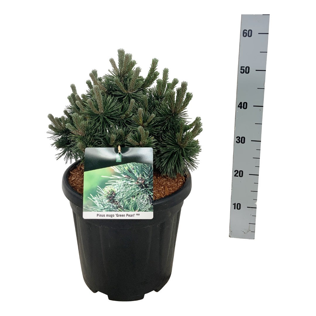 Pinus mugo &