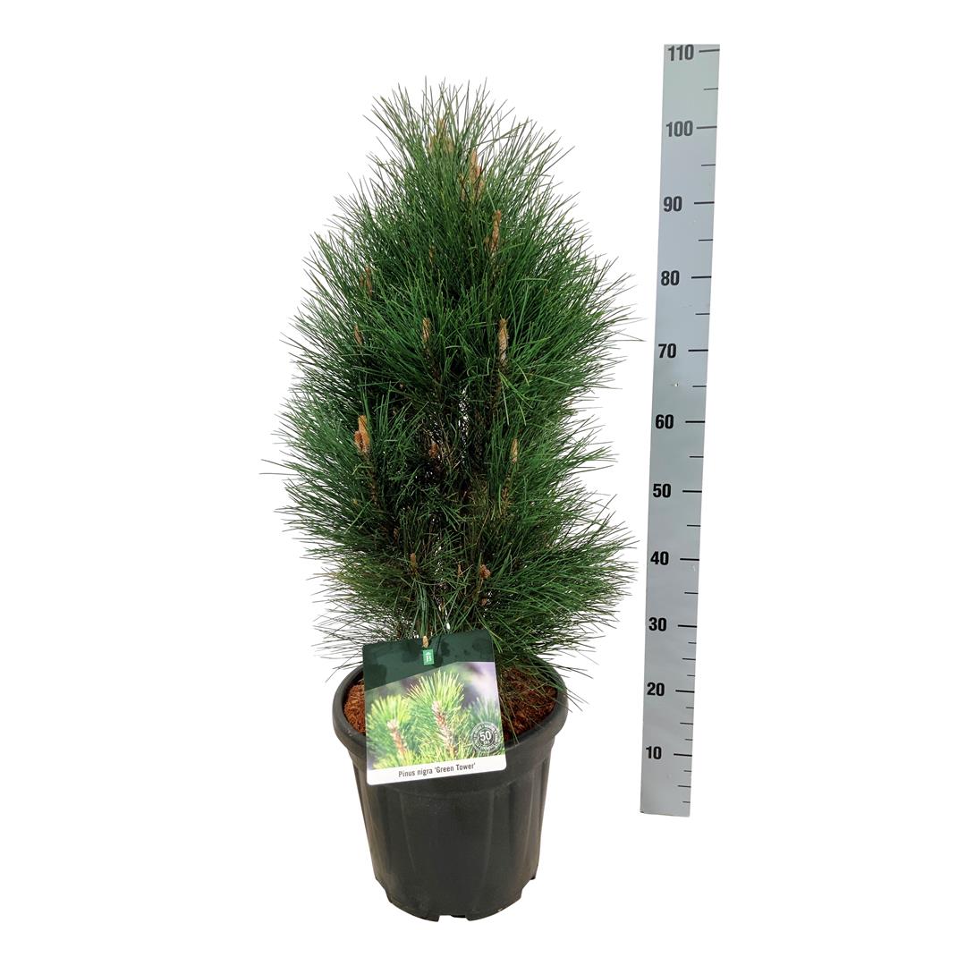 Pinus nigra &