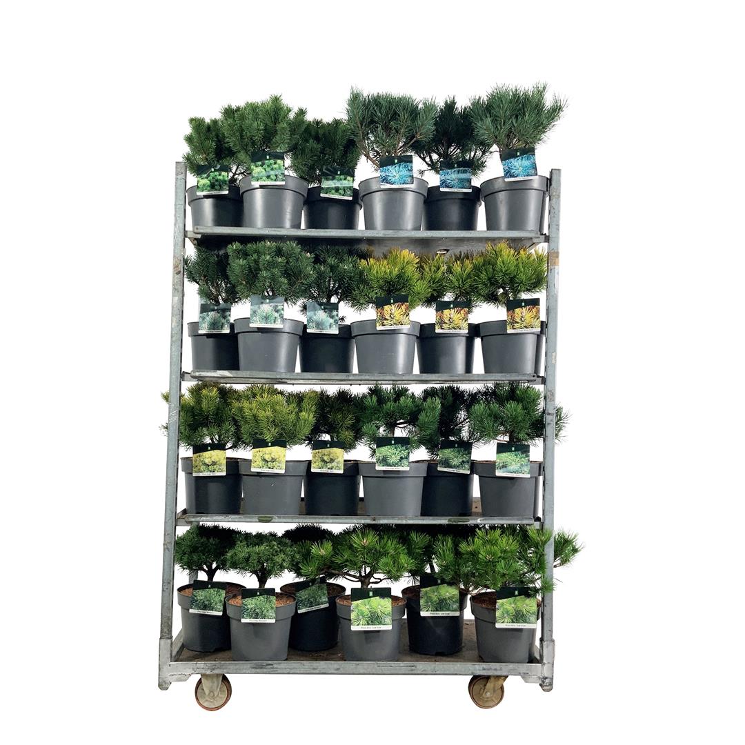 Tall in cultivars - C7,5/P26