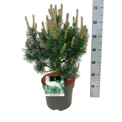 Pinus mugo 'Columnaris'