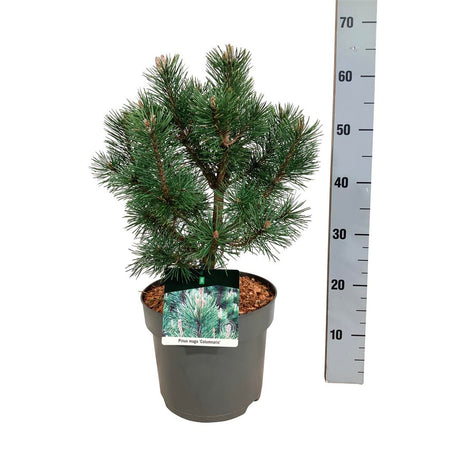 Pinus mugo 'Columnaris'