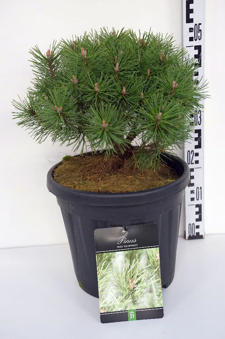 Pinus mugo 'Columnaris'