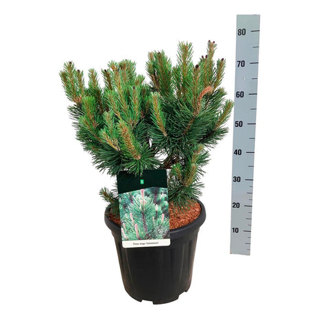 Pinus mugo 'Columnaris'