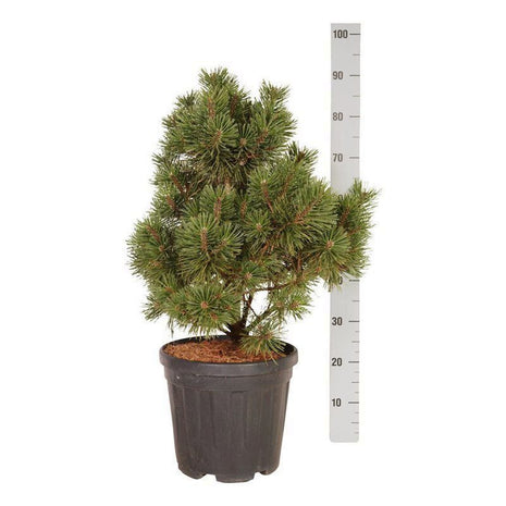 Pinus mugo 'Columnaris'