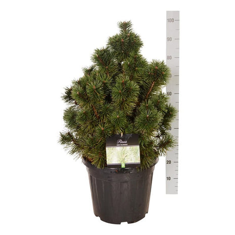 Pinus mugo 'Columnaris'