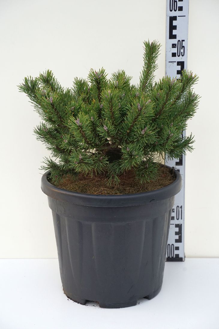 Pinus mugo &
