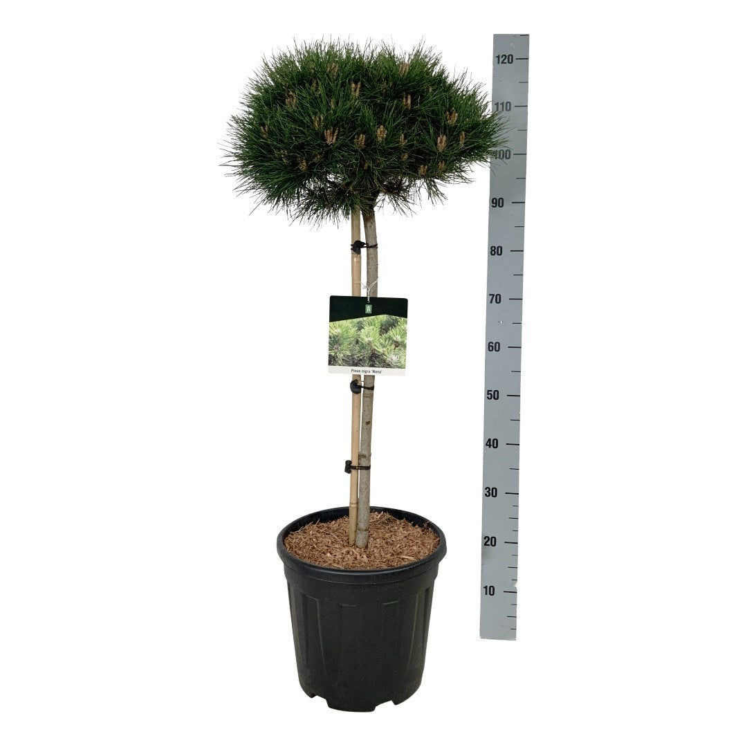 Pinus nigra &