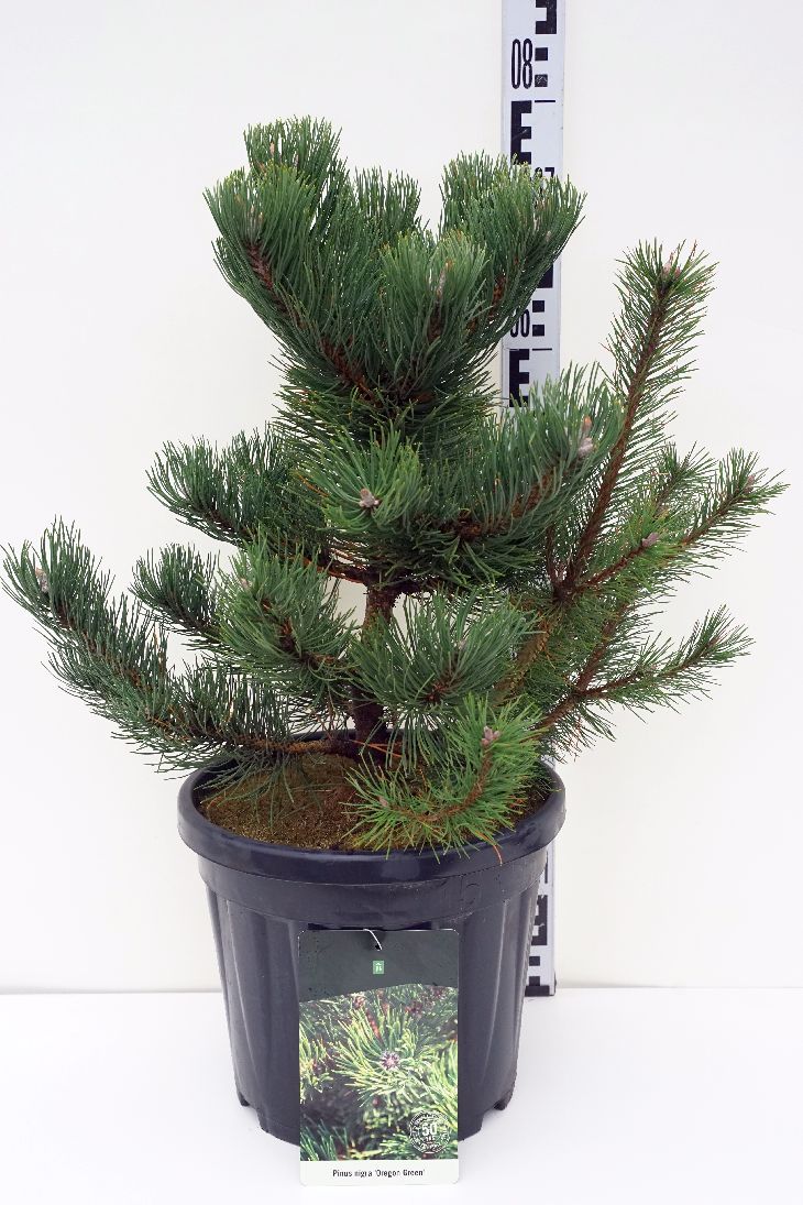 Pinus nigra &