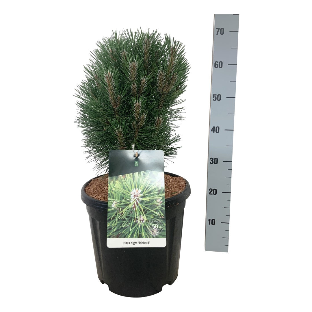 Tall nigra &