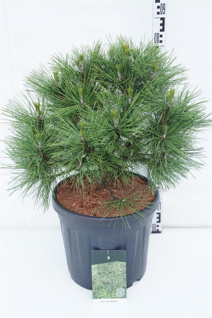 Pinus nigra &