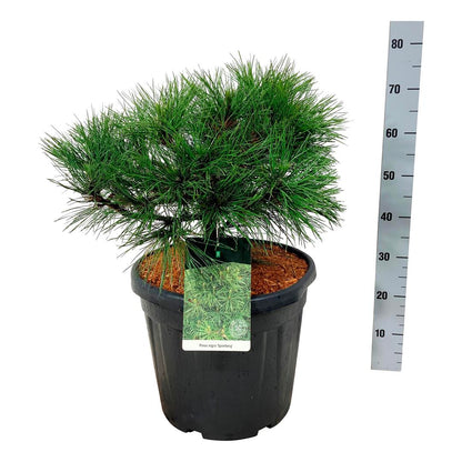 Pinus nigra &