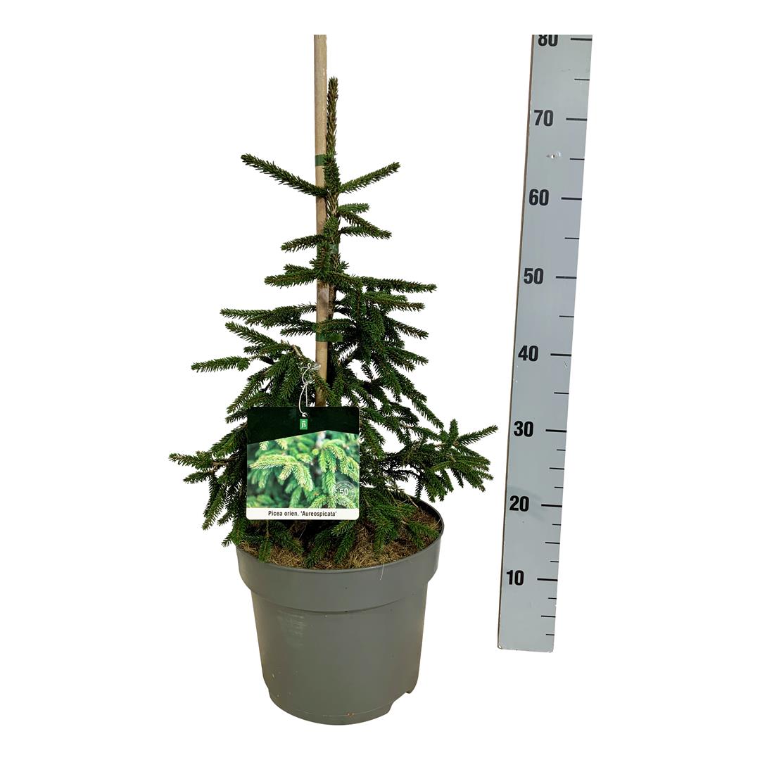 Picea orientalis &