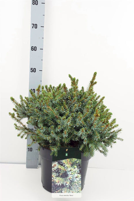 Picea omorika "Nana"