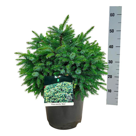 Picea omorika 'Nana'