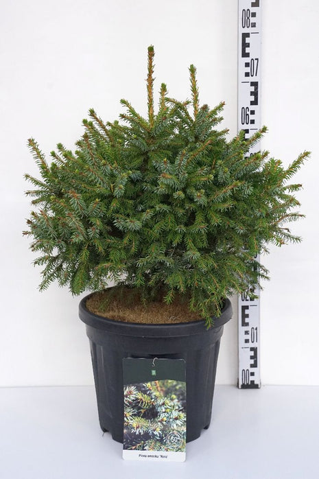 Picea omorika 'Nana'