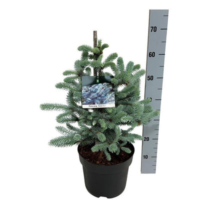 Picea pungens &