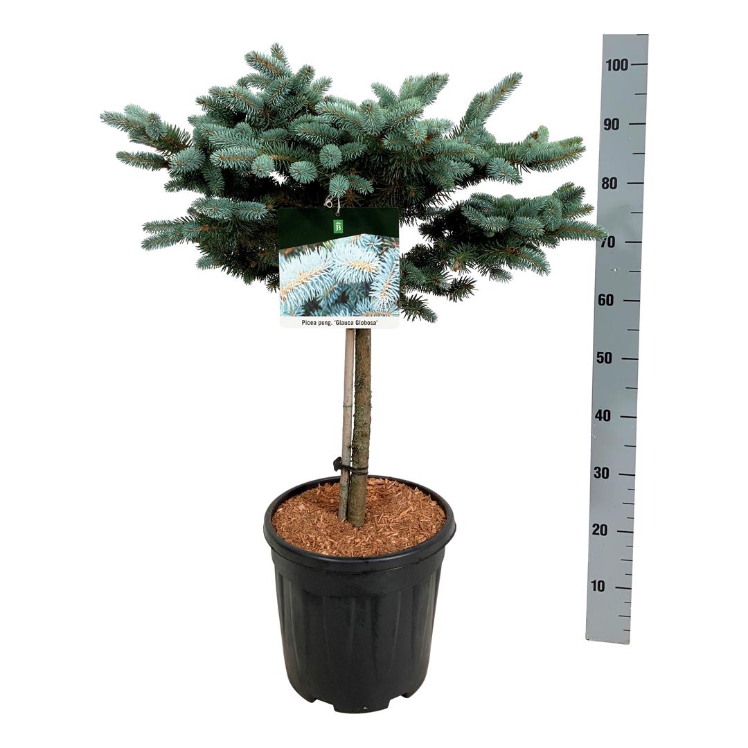 Picea pungens &