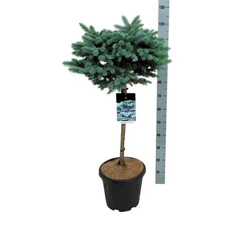 Picea pungens "Glauca Globosa"