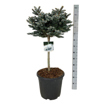 Picea pungens &