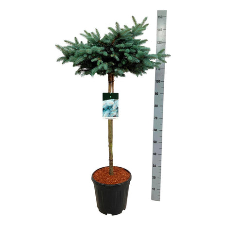 Picea pungens "Glauca Globosa"